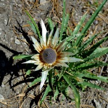 Spiky flower